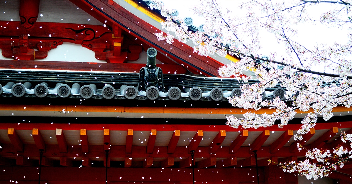 Hoy se celebra el Hanami, día de los cerezos en flor