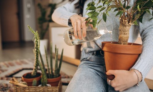 cuidar-plantas-interior-otono