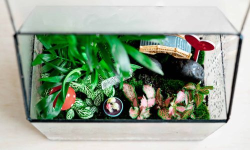 Small decoration plants in a glass garden terrarium forest. Terrarium house with piece of forest with self ecosystem in modern interior. Terrarium Miniature Botanical Grow